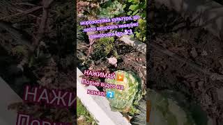 Вітаю ПІДПИШИСЬ SUBSCRIBE #content#garden#lifestyle#life#garden#homegrowngardens#homemade#decorating