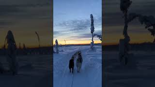 Taking the huskies out for an evening stroll. #dogshorts #alaska #beautiful #dogsledding #sunset