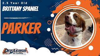 Parker | 2.5 Year Old Brittany Spaniel | 1 Week Board & Train | Off Leash K9 Training, Georgia