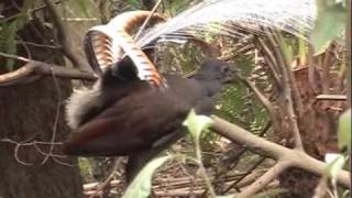 Lyrebird