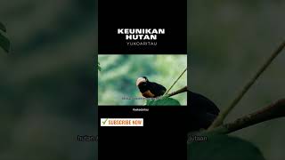 keunikan hutan #shorts #videoshort