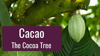 Cacao - Introducing the Cocoa Tree and Tips for Growing