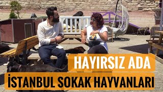 Hayırsız Ada - İstanbul Sokak Köpekleri