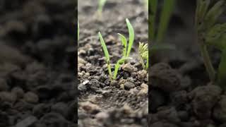 carrot germination ooty