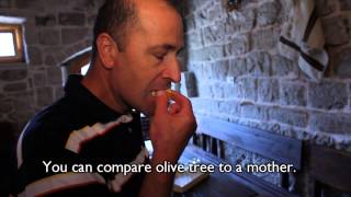 Konavle, traditional olive oil | Discover Croatia