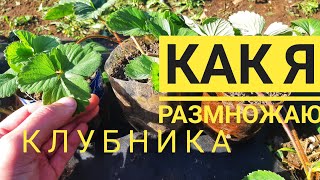 клубника/елизавета