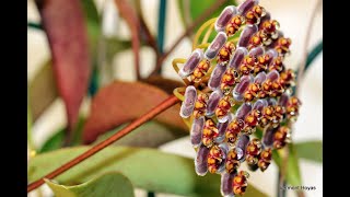 A Visit with Hoya naumannii and Friend