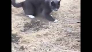 Rat and Cat Fight | Most Funny