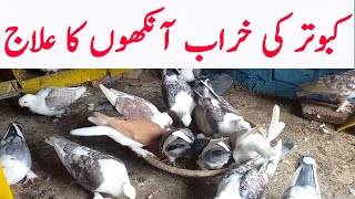 Kabootar ki kharab aankh ka 100% ilaj l How to cure Pigeons eye infection by #kabutartv