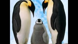 THE  LOVE OF PENGUINS