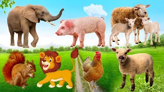 Happy animal moment - Lion, Sheep, Bee, Chicken - Animals sound