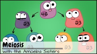 Meiosis (Updated)