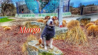 Margo | 7 Month | Staffordshire Terrier | Best Trained Dogs of OR | Portland OffLeash K9 Training