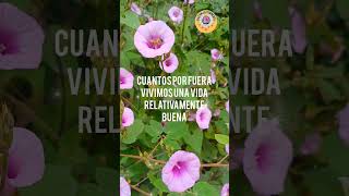 Tú  misericordia, oh Jehová, es para siempre. #shorts #flores #Dioos #amor #videos