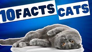 10 Facts About Cats You Don't Know