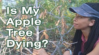 How to Check If Fruit Trees Are Dead or Diseased