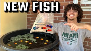 BUYING FISH FOR MINI POND?!