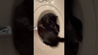 Cat grooming and rubbing in a sink. #blackcat #cat #catlife #catlover