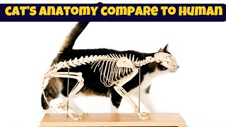 A Cat's Anatomy Compared To A Human's: Similarities And Advantages.