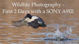 Wildlife Photography - First Impressions with the SONY A9III