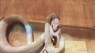 Corn snake eating fuzzy mouse