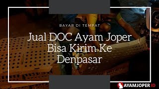 Jual DOC Ayam Joper Bisa Kirim Ke Denpasar