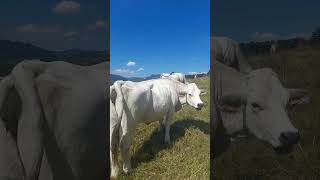 Vacile piemontese la pascut .TOSCANA ITALIA.