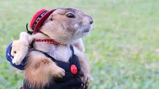 Adorable Prairie Dogs Modeling Outfits | Cute Fluffballs Steal the Show in Fashionable Attire