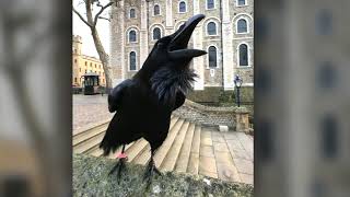 Signs of The End & Lost Raven Queen