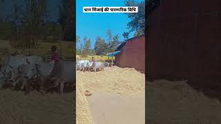 धान मिंजाई की पारम्परिक विधि #shorts #shortstrending #shortsviral #paddythreshing