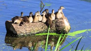 Loring Wood Ducklings