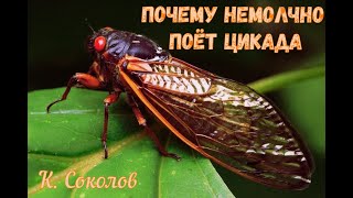 Почему немолчно поёт цикада (К.Соколов)