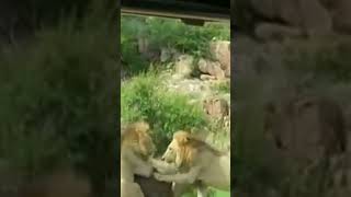 lion attack en one buffalo viral video #