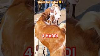 Ajmer Bakra Mandi today #goat #vlog #funny #live #farming #livestock #sojatbakra #sojatgoatkids