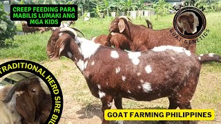 FARM TOUR SA EXOREN GOAT GENETICS/GOAT FARMING PHILIPPINES/BOER GOAT BREEDER