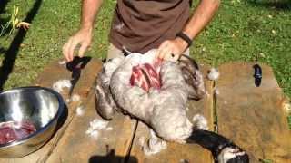 How to Clean a Goose