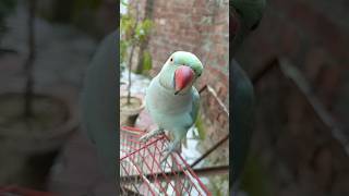 #new।#parrot ।#viral ।#trending ।#youtubeshorts ।#video ।#nature ।#parrots ।#shorts ।#subscribe ।#3m