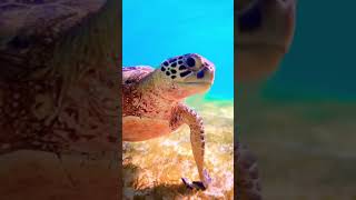 Magnifique tortue en balade dans son milieu naturel 🐢🏖️🌊