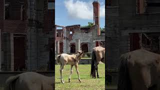 Cumberland Island, GA wild horses roaming ruins. #wildhorses #relaxationvideo #nature