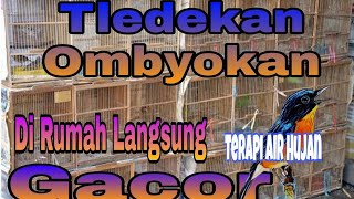 Beli Ombyokan Tledekan , Di Rumah langsung mau Gacor...😮