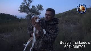 Beagle Tsirkoudis κουταβια 4-6 μηνων