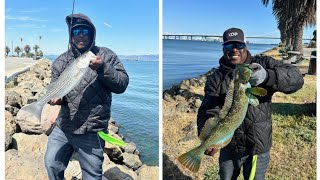 SF Bay Striper & Lingcod Bank Fishing with Swimbaits