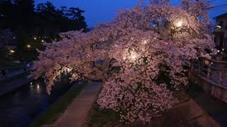 Sakura in the dusk＠Japan cherry ＠blossom.Hanami Hanami