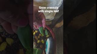 Propogate more crassula plants#jade plant#grow new plant from leaf#crassula#shorts