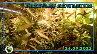 Przegląd Akwarium 24 09 2023