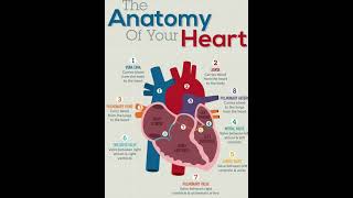 Cardiovascular system || Renal System || #upgnm #bscnursing