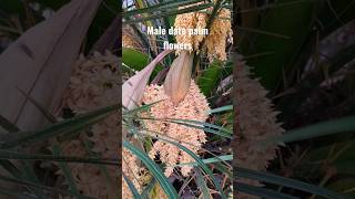 Male date palm flowers# date# palm#yt shorts #flowers#shorts