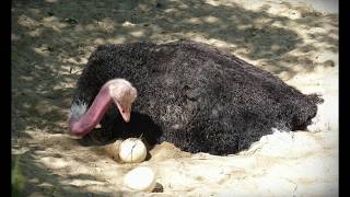 True fact : Ostrich