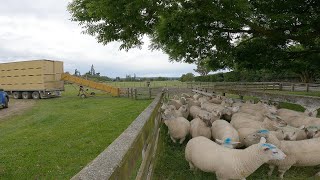 Making Money $$ Weaning the first of our lambs. Prices are dropping FAST!