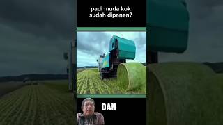 panen padi jepang #dijepang #pertanian #agriculture #petani #farming #padi #youtube